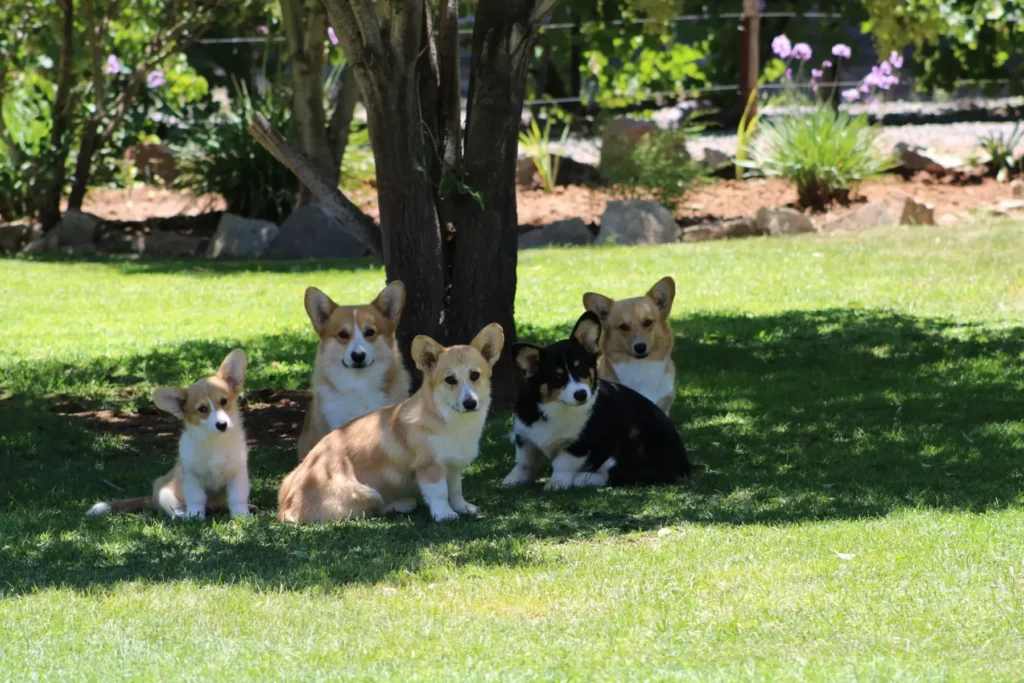 Pembroke Welsh Corgi Puppies