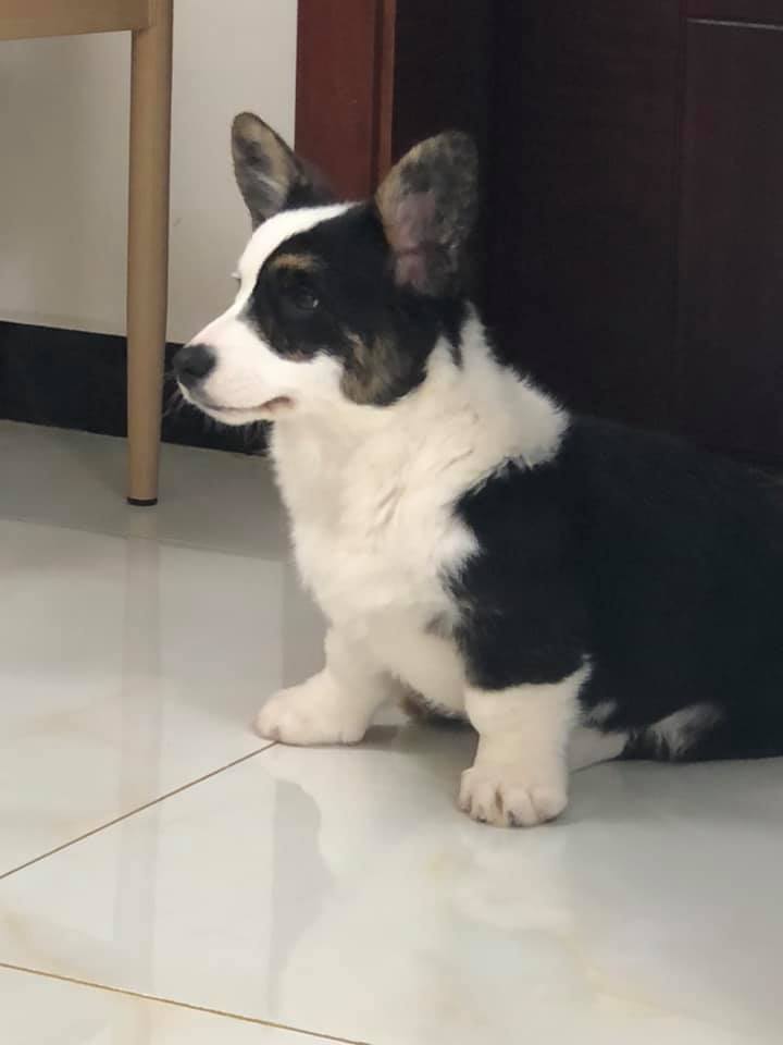 Corgi Puppies