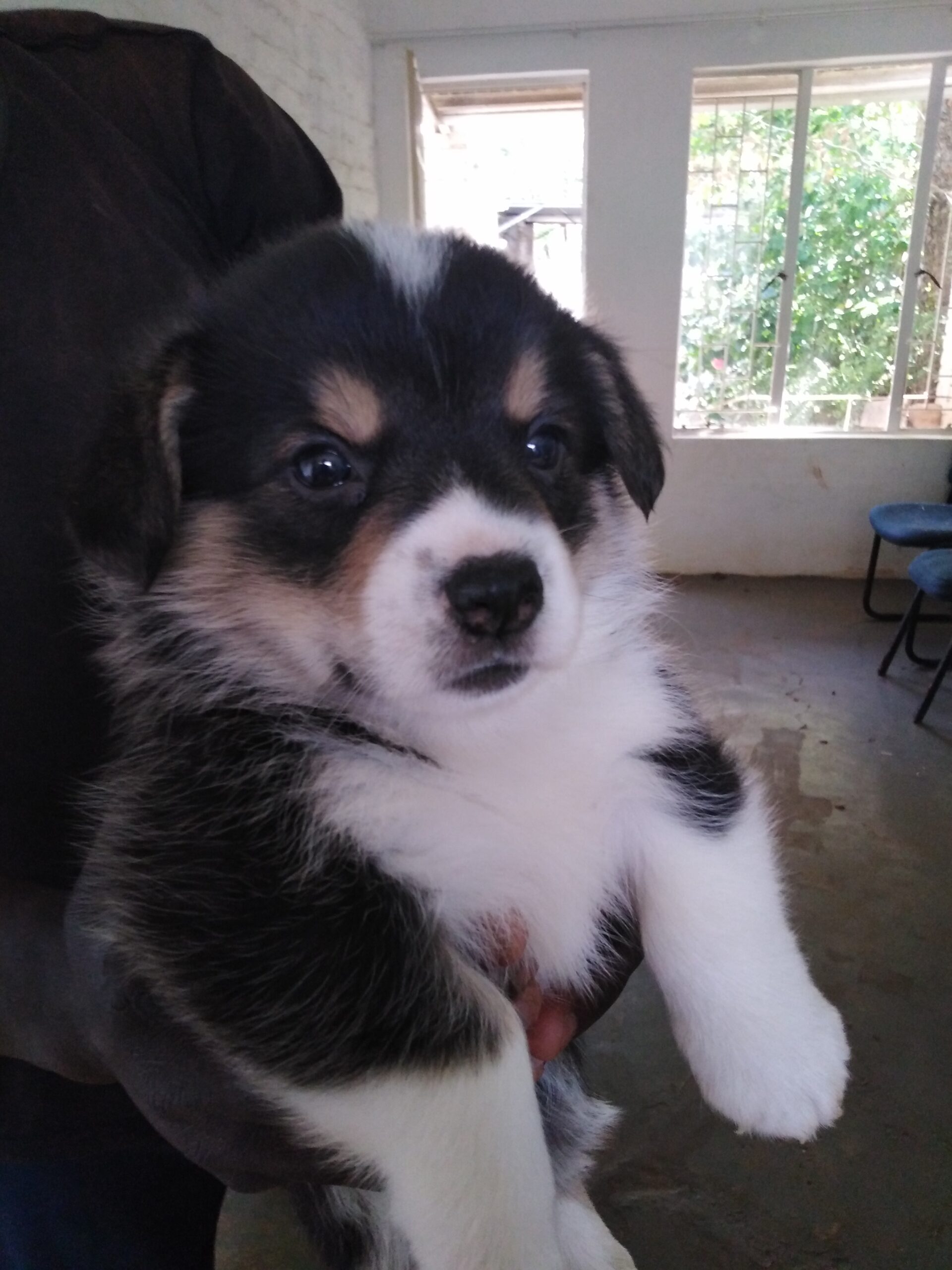 Pembroke Welsh Corgi Puppy Tri-Color