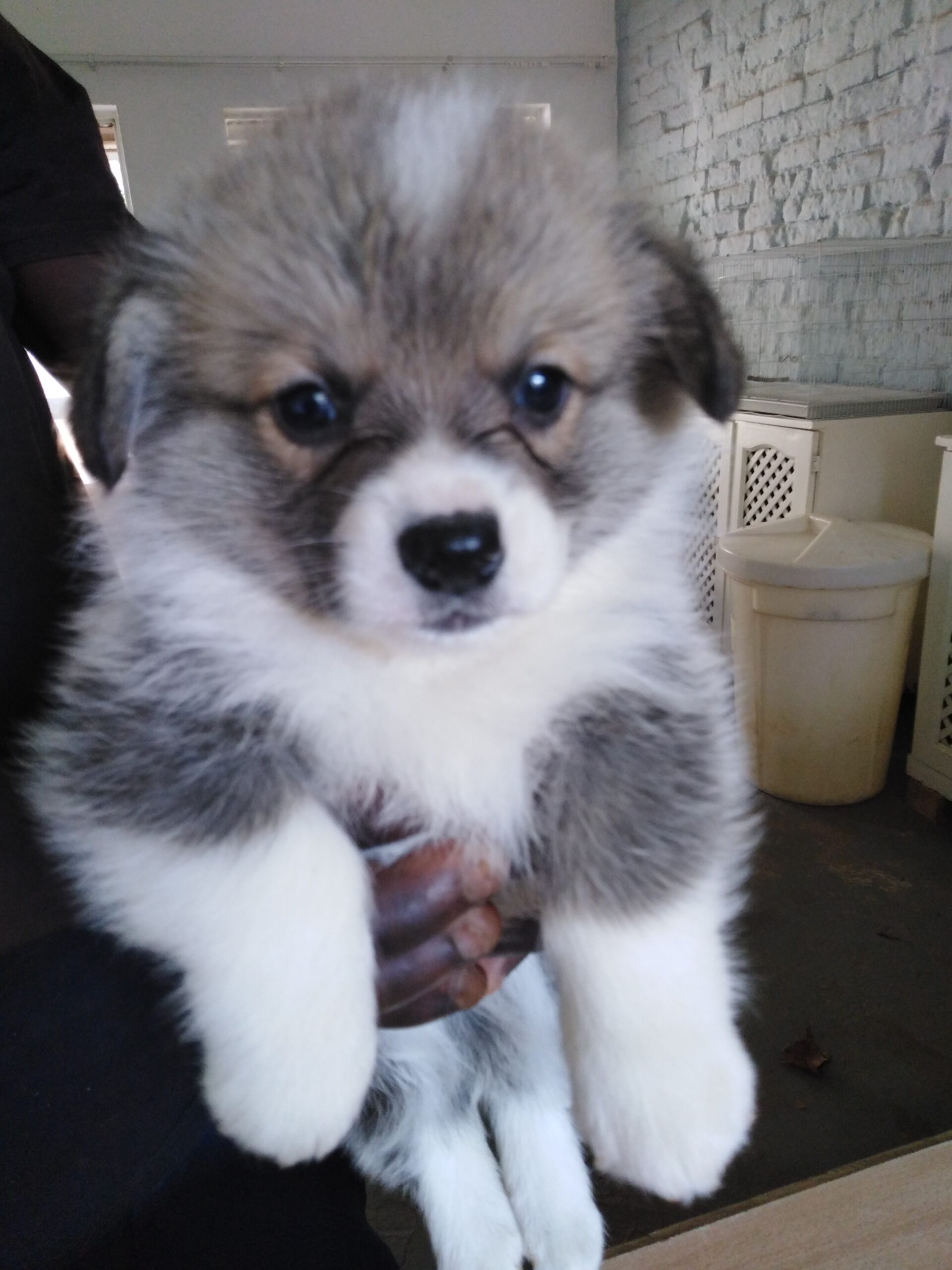 Pembroke Welsh Corgi Puppy