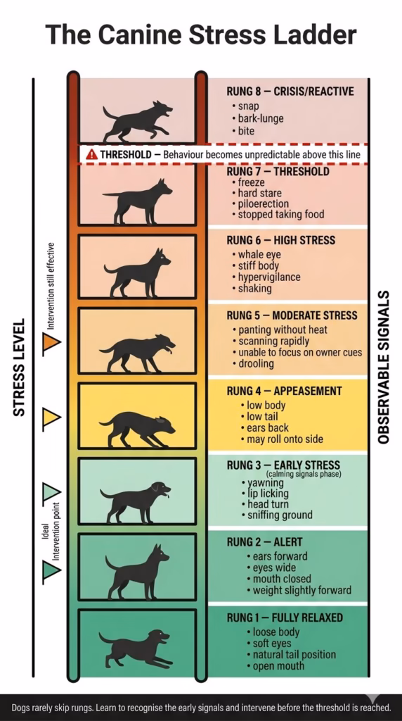 Building a Lifelong Bond & Leadership. A vertical ladder-style infographic with eight rungs representing escalating stress levels in dogs, from fully relaxed at the bottom through alert, early stress, appeasement, moderate stress, high stress, and threshold, to crisis at the top. Each rung shows a dog silhouette in the corresponding posture, lists observable signals, and includes intervention guidance. A bold red dashed line marks the threshold above which behaviour becomes unpredictable