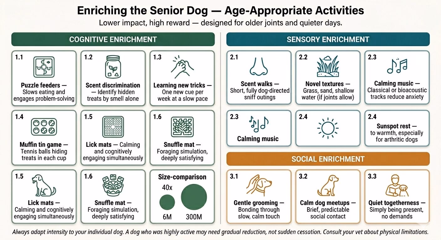 Building a Lifelong Bond & Leadership. A reference grid of thirteen enrichment activities for senior dogs, organised into three colour-coded categories. The cognitive enrichment section in green lists puzzle feeders, scent discrimination, learning new tricks, the muffin tin game, lick mats, and snuffle mats. The sensory enrichment section in teal lists scent walks, novel textures, calming music, and sunspot rest. The social enrichment section in amber lists gentle grooming, calm dog meetups, and quiet togetherness. Each card includes an icon and a one-line benefit statement.